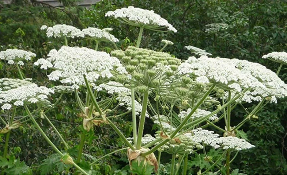 lost book of herbal remedies nicole apelian