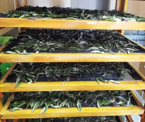 lost remedies academy